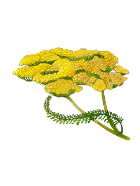 Wild Achillea top note of Jo Malone London Wild Achillea Cologne botcanical drawing
